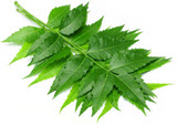 Vegetable 22
